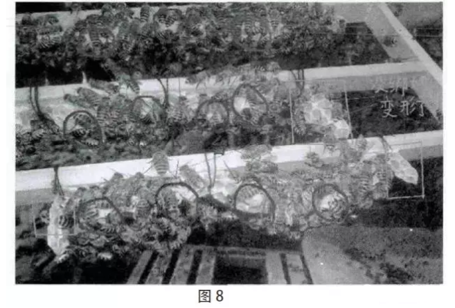 中蜂免移虫育王法，提升养殖效率与品质的新技术